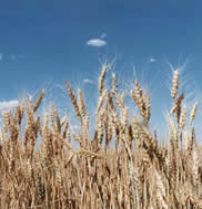 Jean Darnell - “Wheat”