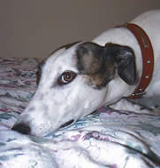 Russ Mitten - “Polyghound”