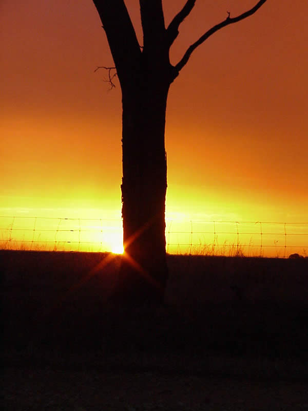 Hannah Cousins - “Golden Tree”