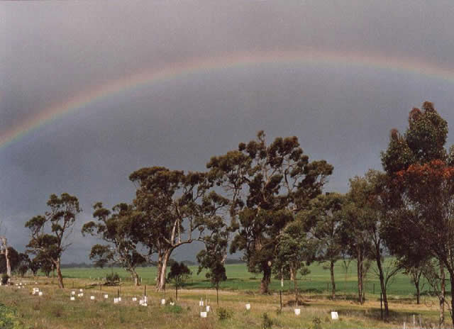 Jean Darnell - “Storm Rainbow”