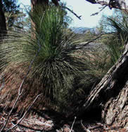  - “Black Boy 03”