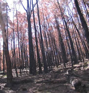 Fay Cuz - “Grampians Bushfires 2006”