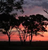 Fay Cuz - “Farm Sunset”