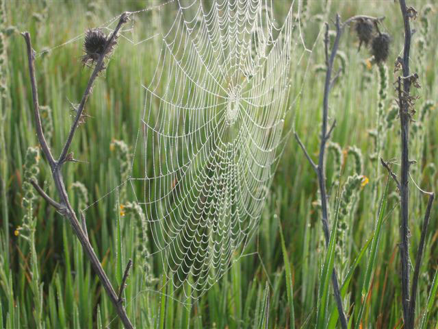 Rhonda Pilgrim - “The Perfect Web”